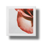 Apothecary Wild Rose Brighter Days Intense-Cream Apothecary Wild Rose Brighter Days Intense-Cream