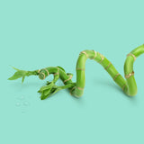 Revitalizing moisturizing lotion Bamboo Water