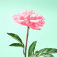 Micellar Foaming Cleanser Officinal Peony
