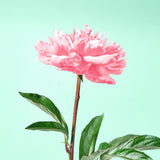 Micellar Foaming Cleanser Officinal Peony