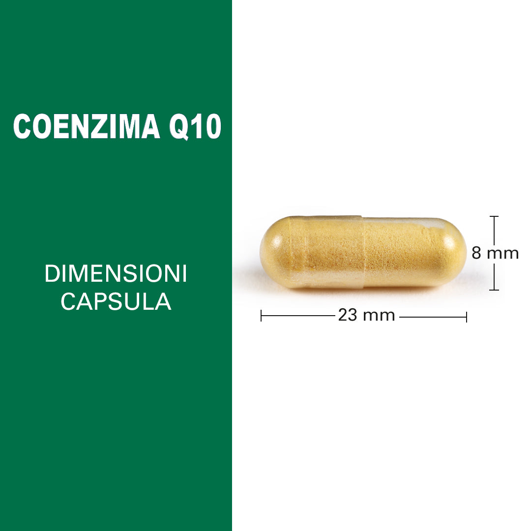 Maximum Coenzima Q10