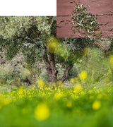 Pure Greek Olive 3-In-1 Nourishing Oil