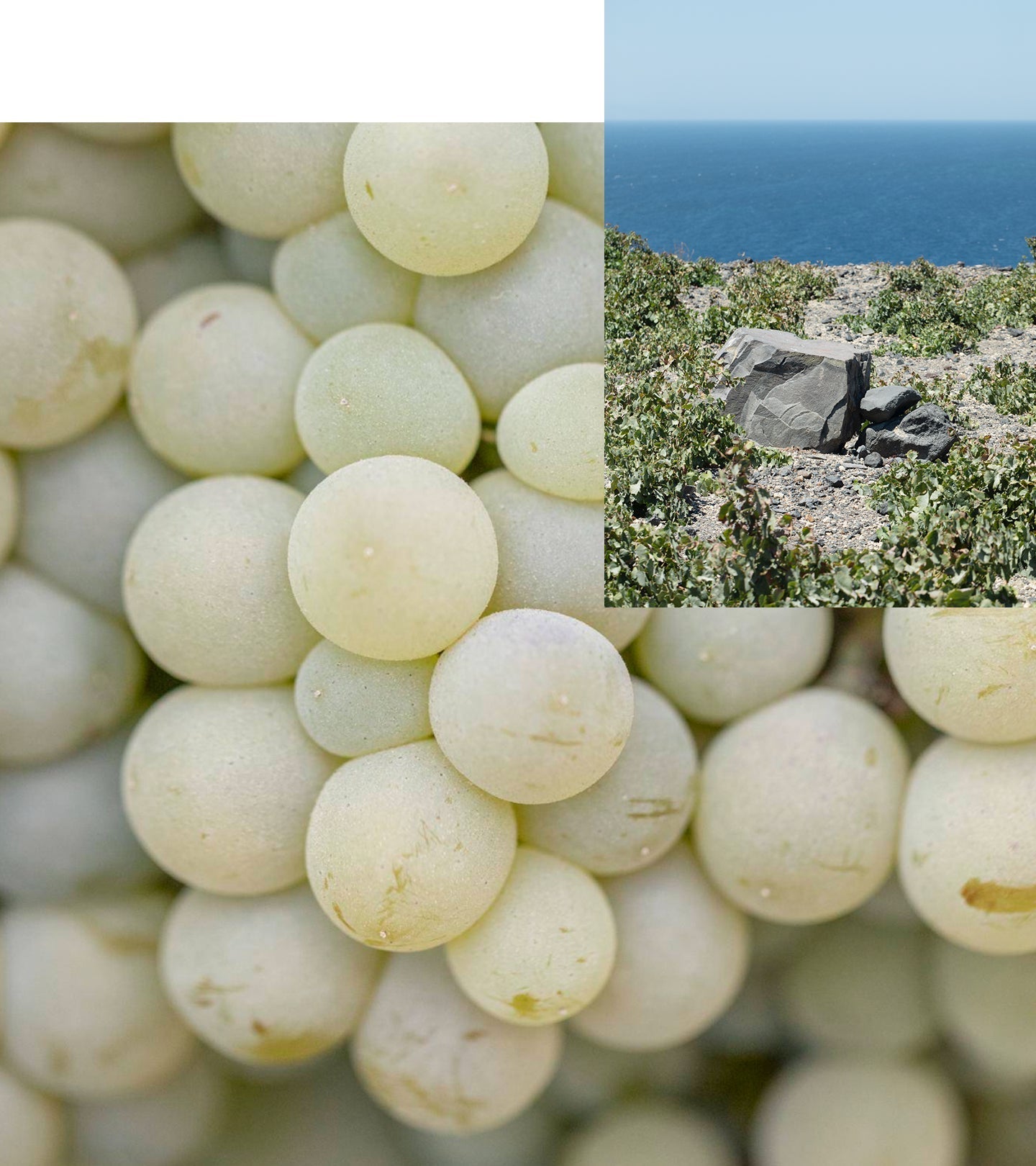 Santorini Grape Velvet Skin Drink