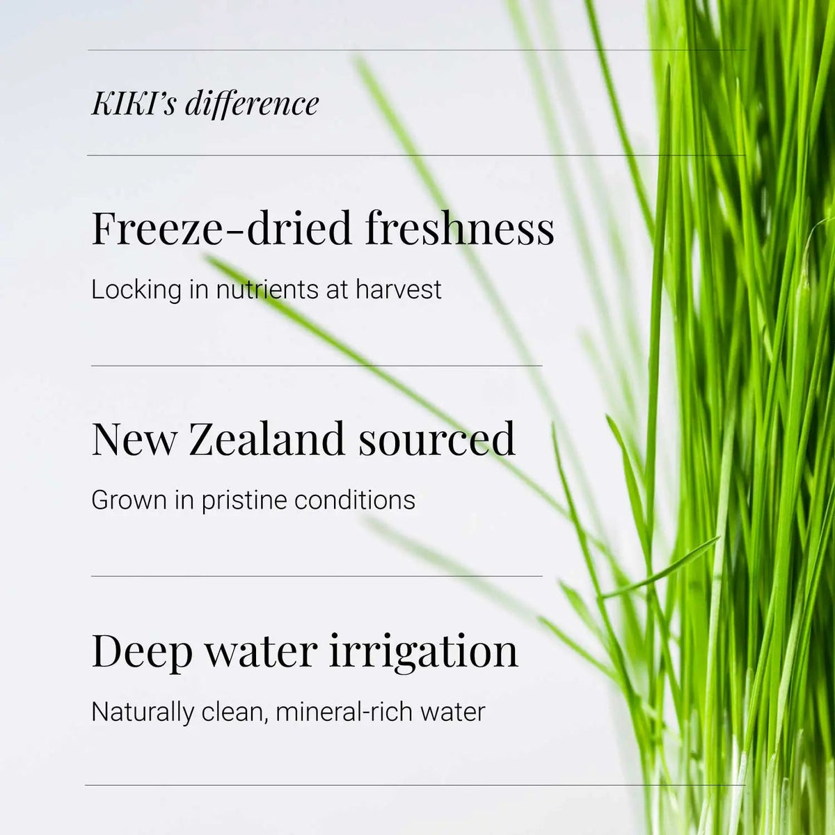 Wheatgrass Powder, Organic - 100g