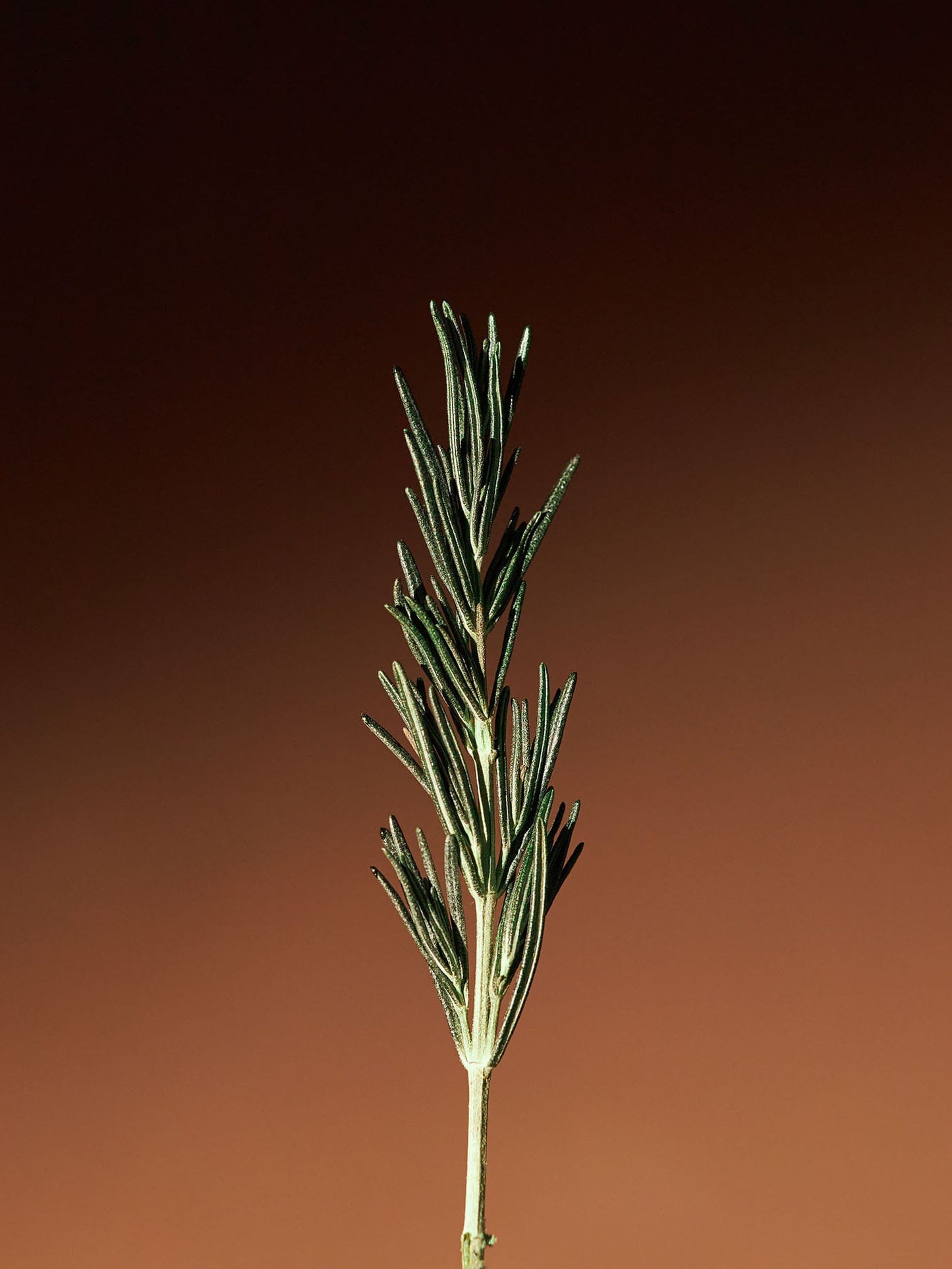 Vitalizing Rosemary All-In-One Wash 500ml