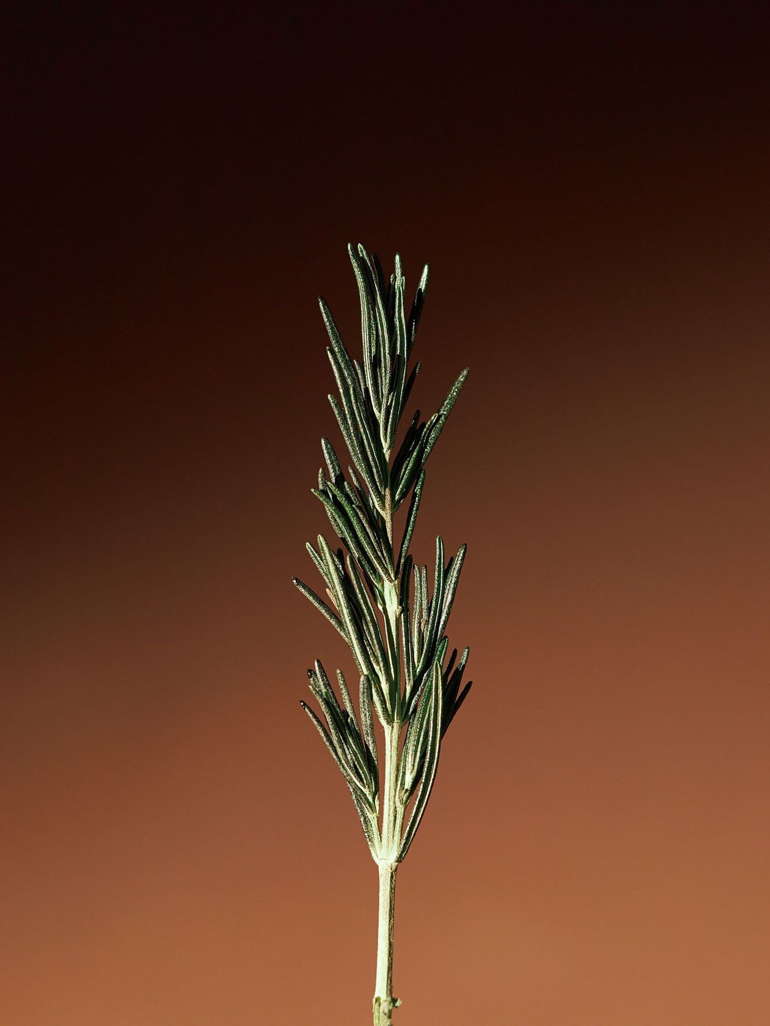 Vitalizing Rosemary All-In-One Wash 500ml