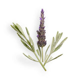 Cleansing Creamy Foam – Face & Eyes