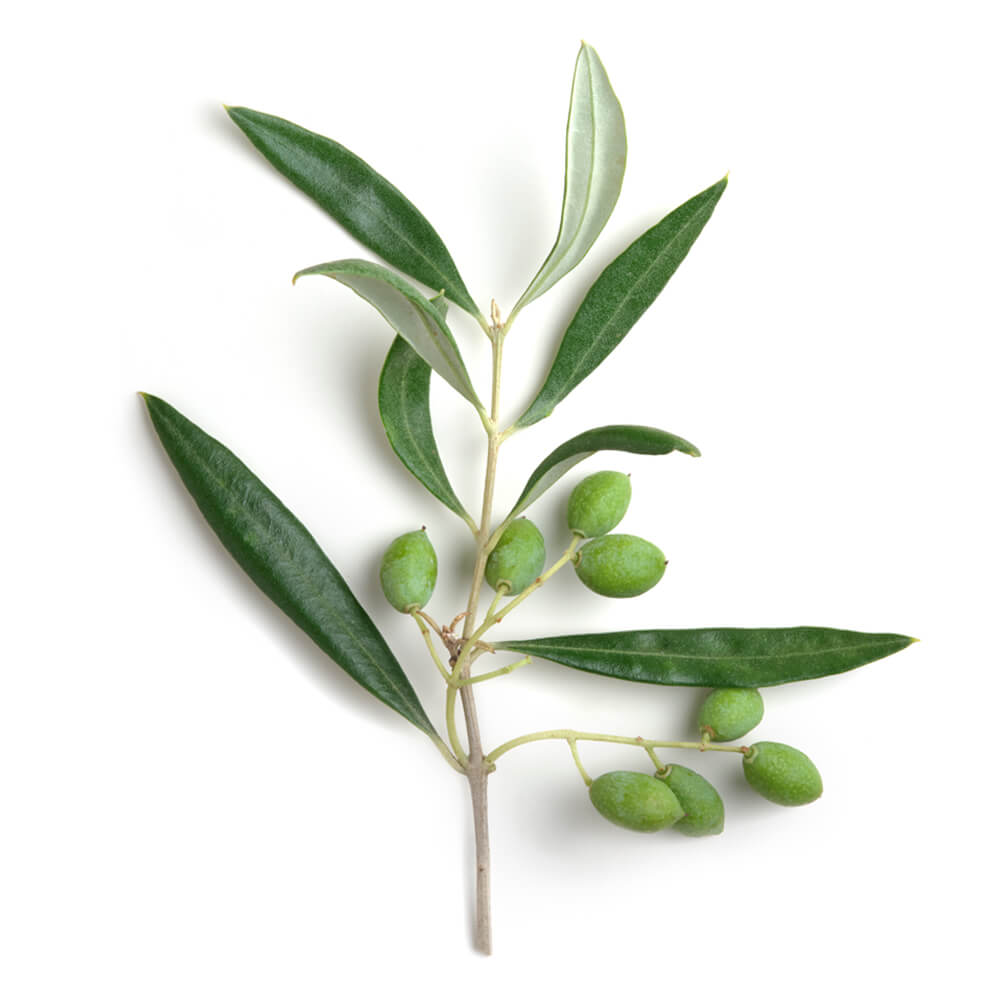 Cleansing Creamy Foam – Face & Eyes