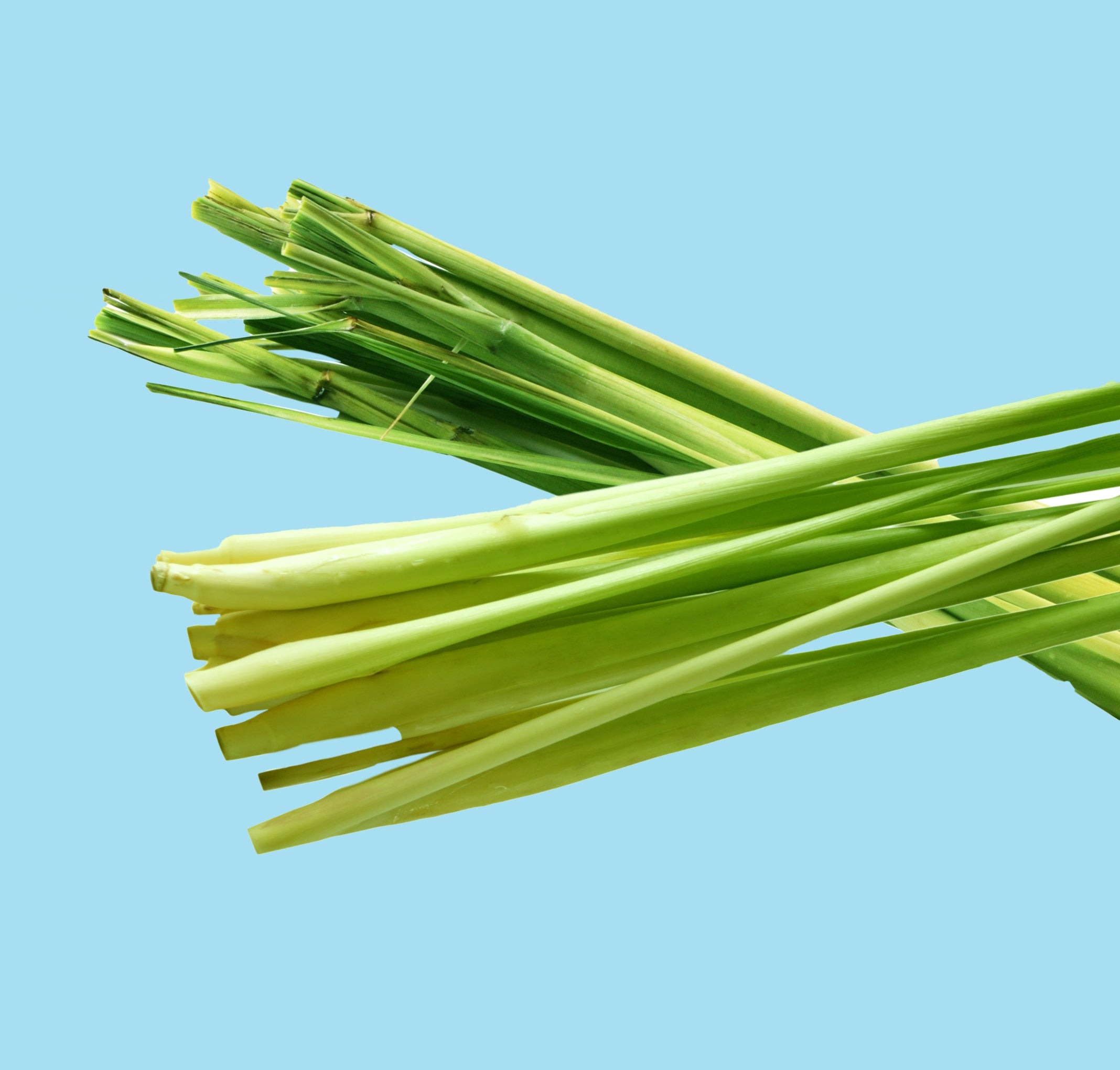 STRENGTHENING SHAMPOO ALGAE & LEMONGRASS