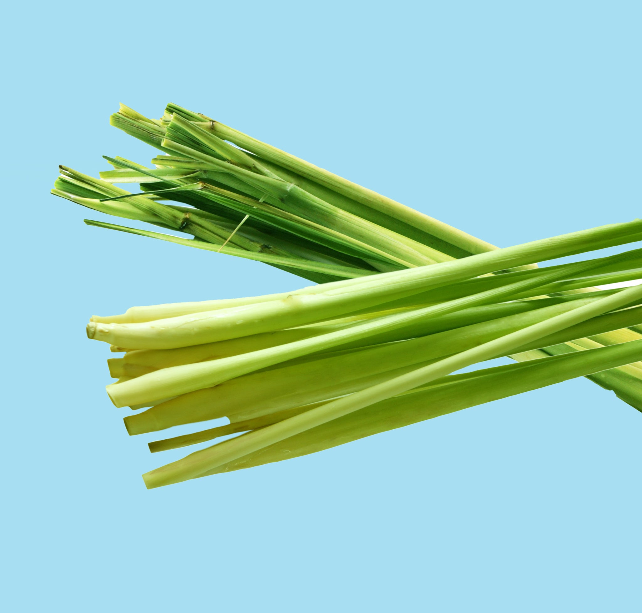 STRENGTHENING SHAMPOO ALGAE & LEMONGRASS